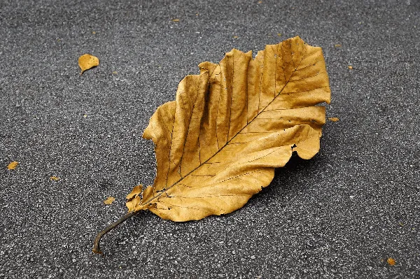 持续交付中常见的反模式