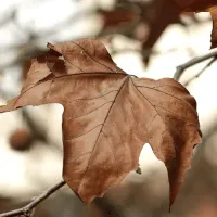 朴素贝叶斯分类器