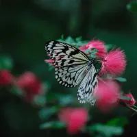 朴素贝叶斯算法的具体实现